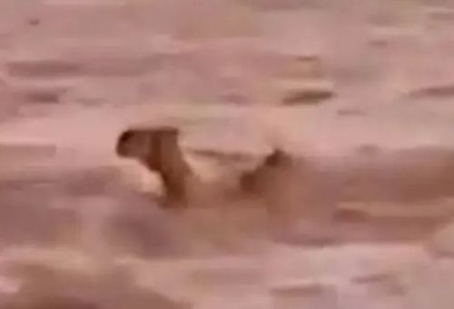 Καμήλες παρασύρονται στην έρημο από τα ορμητικά νερά στη Σαουδική Αραβία (vid)