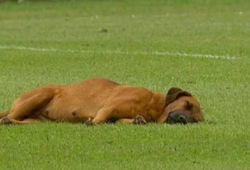 Απίθανο βίντεο: Σκύλος αποκοιμήθηκε στο γήπεδο εν ώρα αγώνα!
